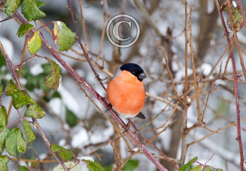 Male Bullfinch DM1455